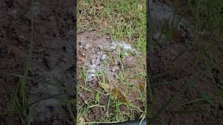 DOES BORIC ACID WORK ON FIRE ANT MOUND [upl. by Roeser]