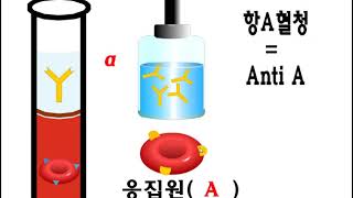 3단원 18차시 혈액형 실험과 Rh식혈액형 [upl. by Vacuva]