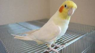 Cockatiel sings Theme of ChocoboFinal Fantasy FF「チョコボのテーマ」をオカメインコが歌ってみた [upl. by Maleki]