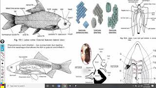 Difference between Chondrichthyes and Osteichthyes fishes [upl. by Dimphia]