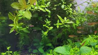 Nature style planted aquarium [upl. by Trevar564]