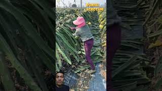 Pruning tanaman buah nagashortvideo [upl. by Natanoj186]