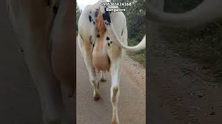 Dairy Farm Bangalore  Best Quality HF Cows Available  cow dairyfarm farming [upl. by Aline]