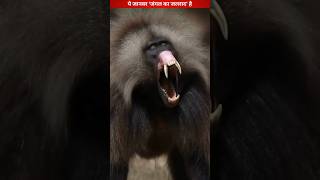 यह जानवर जंगल का जल्लाद है Baboons😱 baboon animalshorts wildlifeanimals youtubeshorts [upl. by Nolasba470]