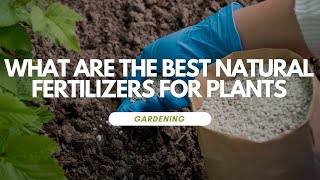 What Are The Best Natural Fertilizers For Plants [upl. by Siva]