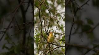 Melodious warbler song Hippolais polyglotta [upl. by Ravid243]