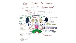 Cross section of Medulla level of Olive  Internal features of medullaIII [upl. by Macgregor]