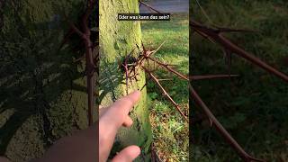 Hexenring und Stachelbaum natur stadtpark wiese pilze wissen biologie pilz baum fragen [upl. by Ebbarta194]