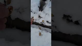 Чернышу захотелось на ручки squirrel белка белочка animals [upl. by Rdnaskela964]