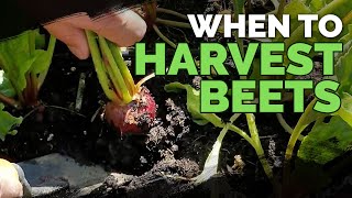 Harvesting Beets When How and Tips for Storing Beets [upl. by Marys]