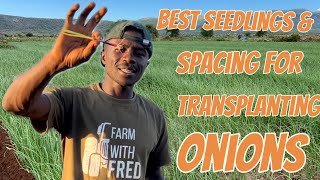 How to Transplant Onions Seedlings size needed and the best spacing to use Esd 18 [upl. by Thornburg]