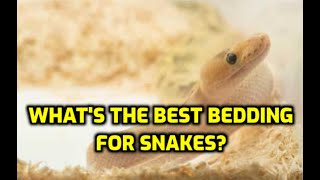 Whats The Best Bedding For Snakes [upl. by Pena]