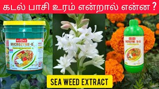 Seaweed Fertilizer  Bio Stimulent  Tamil [upl. by Monroe]