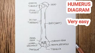 How To Draw Humerus Bone  Humerus Diagram Easy [upl. by Turino147]