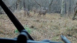 Crossbow Deer Hunt Close Range Kill [upl. by Uile]