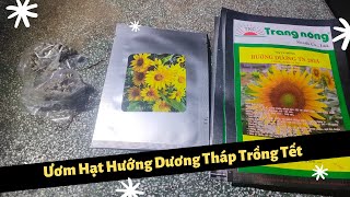 Trồng Hoa Tết Một Mình  Ươm Hạt Hoa Hướng Dương Tháp sài 3 giống luôn [upl. by Remo618]