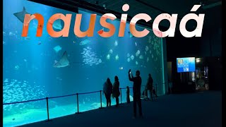 Nausicaá  boulogne sur mer  aquarium 4k  fish tank [upl. by Akiras]