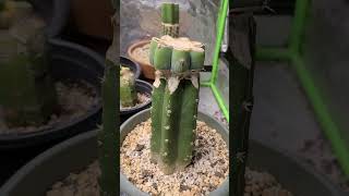 My indoor Variagated Trichocereus collection Beautiful Cacti [upl. by Garibold266]