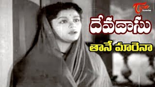 Devadasu Movie  Taane Marena Song  ANR  Savitri  OldSongsTelugu [upl. by Hughie]