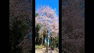 Cherry Blossom at Mao Gate Flower youtubeshorts [upl. by Ekalb]