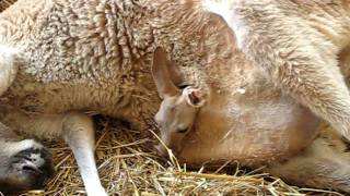 AMAZING Close up of baby kangaroo leaving moms pouch [upl. by Anelrahc]