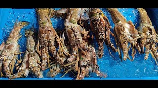 San Pedro Lobster Festival 2023 [upl. by Enelrahc]