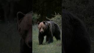 Among bears in Slovak wilderness 🐻🇸🇰 wildlife bears slovakia [upl. by Yellehs]