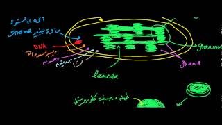 البلاستيدات  Plastids [upl. by Rrats92]