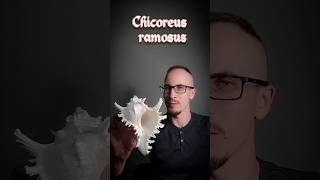 Chicoreus ramosus Ветвистый мурекс Ветвистый цикореус [upl. by Mercie]