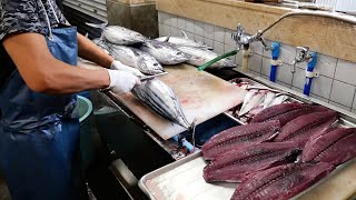 Japanese Food  The BEST BONITO SASHIMI in Kochi Tanaka Fish Store Tosa Kure seafood Japan [upl. by Hatti87]