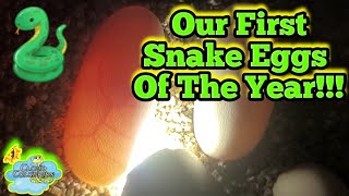 The First Cornsnake Eggs Of The Year [upl. by Elimac]