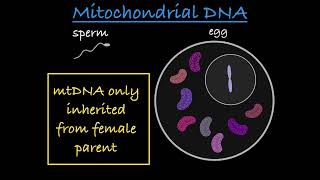 NonNuclear Inheritance Explained [upl. by Nwahshar273]