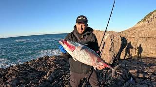 Shore jigging  BIG False Albacore on rough sea [upl. by Knarf]