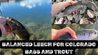 BIG TROUT FLY FISHING BALANCED LEECHES FOR BIG COLORADO FRONT RANGE FISH colorado viral [upl. by Feola]