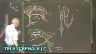 Anatomie des ventricules latéraux Télencéphale 2  Neuroanatomie 9 [upl. by Baldridge]