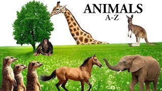 AZ ANIMALS NAMES [upl. by Ileray950]