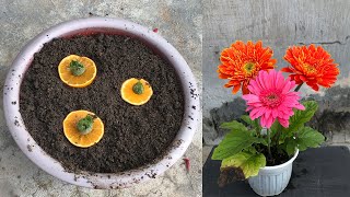 Tips for propagating Gerbera plants from calyx [upl. by Sigismundo]