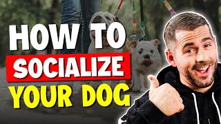 How To Socialize Your Dog [upl. by Resay]