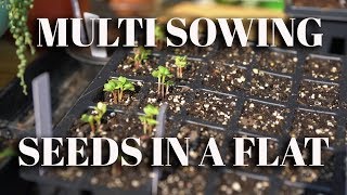 Multi Sowing Seeds In A Flat Seed Propagation for your fall garden [upl. by Clem]