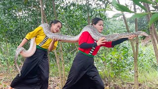 Mountain VN  Horrified to discover giant python attacking ethnic girl in the forest [upl. by Punak]