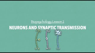 ALevel Psychology AQA Neurons and Synaptic Transmission [upl. by Zenobia397]