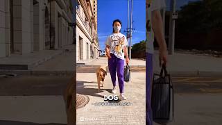 Clever Dog part 17dog clever shorts [upl. by Sibbie]