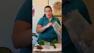 How to Repot Orchids and Clean Up Their Roots [upl. by Job]