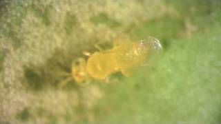 Eretmocerus spp parasitoid of Australian Citrus Whitefly Orchamoplatus citri [upl. by Ramahs]