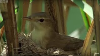 Cuckoo Hijacks Warbler Nest  Natural World  BBC Earth [upl. by Demeyer]