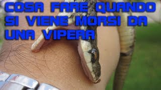 Cosa fare quando si viene morsi da una Vipera [upl. by Llertal]