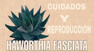 HAWORTHIA FASCIATA  ☀️ sus cuidados 🙌  reproduciendo la planta madre [upl. by Goodwin681]