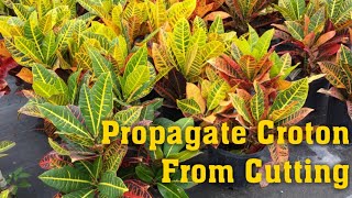 Grow Croton Plant  How to propagate croton from cutting [upl. by Garv]