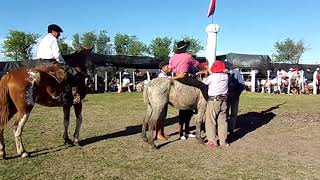 Jineteadas de caballos La Monta de los Petisos Campo de Jacobo [upl. by Nivlek]