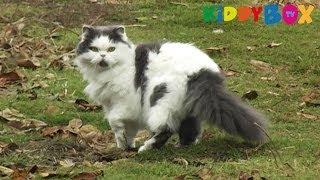 Bauernhof Tiere  Hunde und Katzen  Dogs and Kittens  KIDDYBOXTV [upl. by Yeca678]